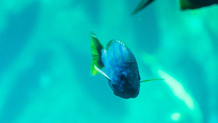 Ryby morskie, akwarium © Dreamnordno