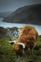Highland cattle in the nature of Scotland