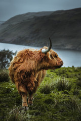Highland cattle in the nature of Scotland