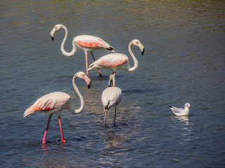 Flamingos on the salt lake