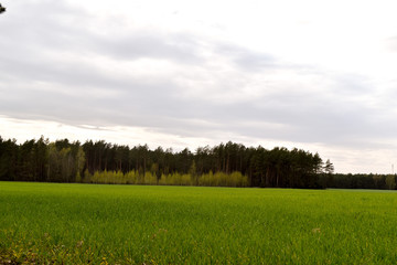 Obraz premium spring landscape