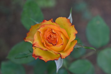 beautiful yellow rose