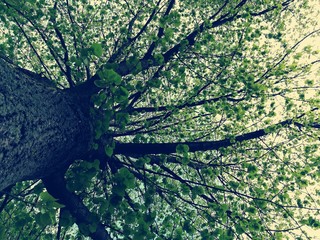 Baum von unten