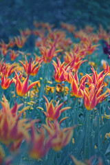 Fototapeta na wymiar Idyllic Tulip Field Background.