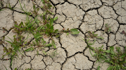 weeds in parched earth