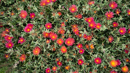 Fototapeta premium Ice plant