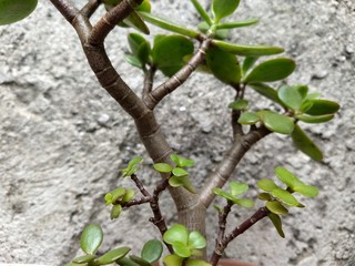 Suculenta