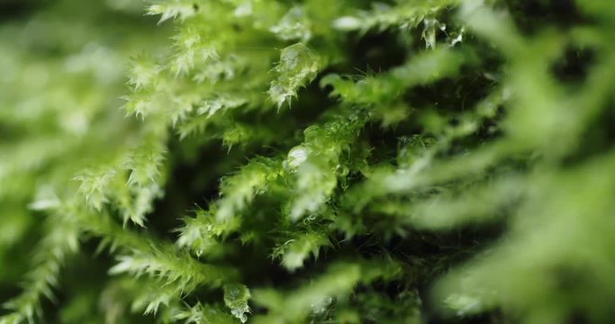 Macro shot of green moss with drops of dew.
