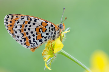 Splendido ritratto della Fritillaria maculata (Melitaea didyma)