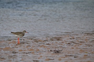 Redshank on west coast beach Scotland