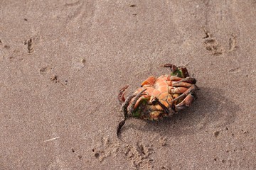 dead crab