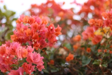 red flowers in the garden