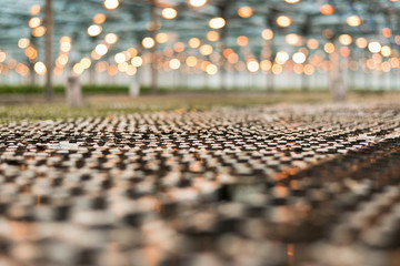 Fototapeta premium seedlings in the greenhouse. half of the huge greenhouse in black seedlings with land. half a greenhouse in green grass lettuce seedlings
