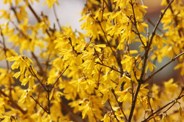 The tree is blooming. Spring. Flower background