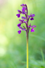 Beautiful Anacamptis morio, the green-winged aka green-veined orchid. In natural habitat. One flower stem on blurry background.