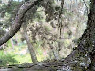 naturaleza