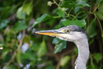Grey heron 