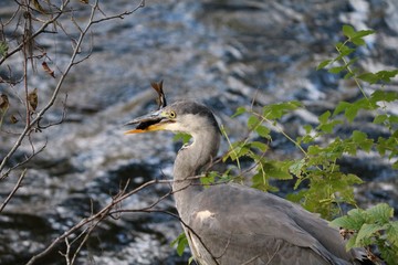 Grey heron caught fish