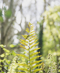 Large golden fern in spring