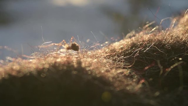 Small spider walking in the sunlight