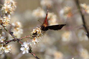 Ein kleiner Fuchs auf einer Blüte