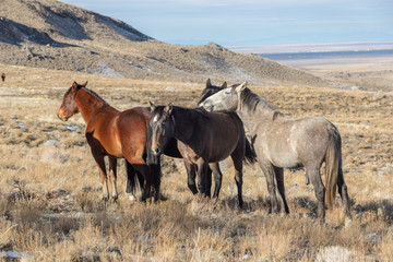 Obraz premium Wild Horses in the Utah Desert