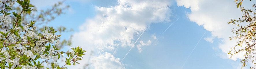 Flowering branch of cherry or sweet cherry. Against the background of blue sky and clouds. Traces of condensation from the aircraft. Hello spring, sunny day. Selective focus, copy space. Banner