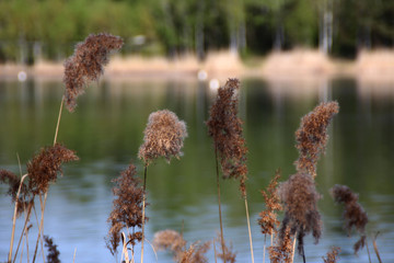 Schilfgras an einem See