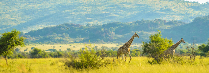 Authentic true South African safari experience in bushveld in a game reserve
