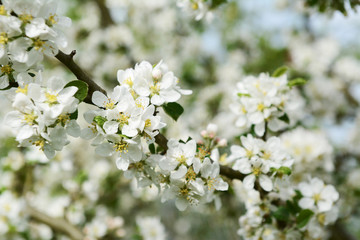 White Malus Rosehip crab apple blossom on a btanch