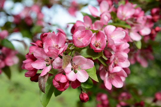 Branch full of blossom with pink petals on a malus