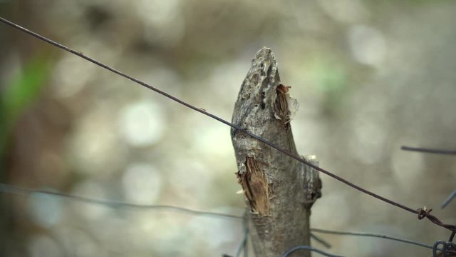 Ants marching on a wire