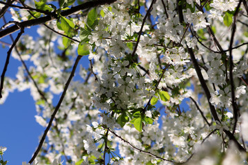 Les fleurs au-dessus de la tête