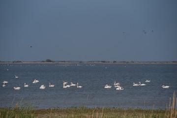 Swan and wild birds fly and swim on the lake