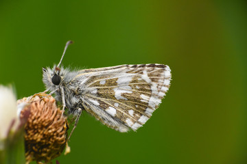 Grizzled Skipper Butterfly (Pyrgus malvae). Little black butterfly in grass