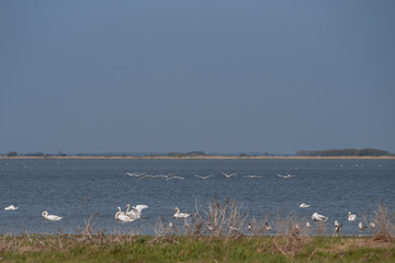 Swan and wild birds fly and swim on the lake