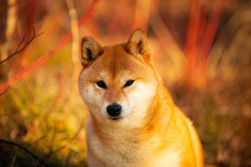 Cutel red shiba inu dog sitting on the grass in the forest at golden sunset