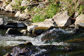 Le ruisseau danse