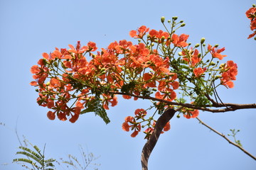beautiful gulmohar flower 