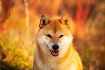 Beautiful red shiba inu dog sitting on the grass in the forest at golden sunset