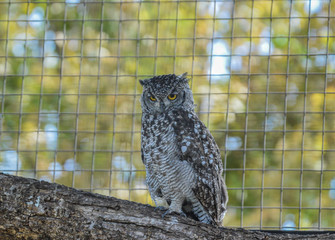 Portrait closeup of a cute and beautiful spotted eagle owl in a zoo in South Africa