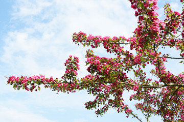 Branches of a crab apple tree covered in abundant blossom