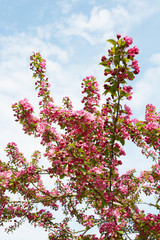Crab apple tree branches covered in pink blossom