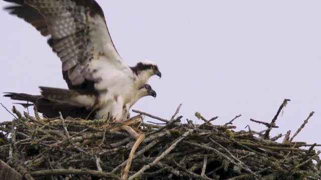 Osprey Bird flying in to meet it's partner in their nest for spring mating