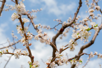 Spring flowering of apricot tree. Background for a festive wedding card and wedding invitation.