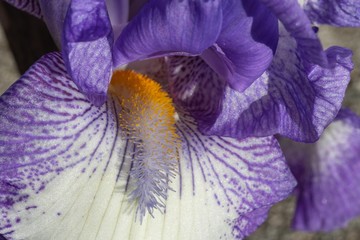 Fiore - Iris viola
