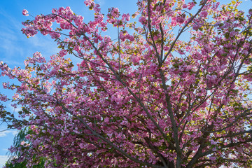 Rosa Baumblüten der japanischen Zierkirsche (Kurilenkirsche) im Frühling bei strahlendem Sonnenschein und blauen Himmel