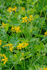 Blühendes Schöllkraut, Chelidonium majus