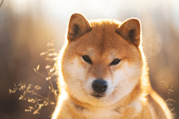 Bautiful red Shiba inu dog sitting in the field at sunset