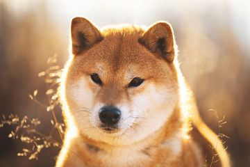 Cute red Shiba inu dog sitting in the field at sunset